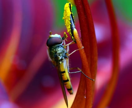 Wasp collecting nectar