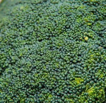 close up on fresh broccoli solated background,selective focus
