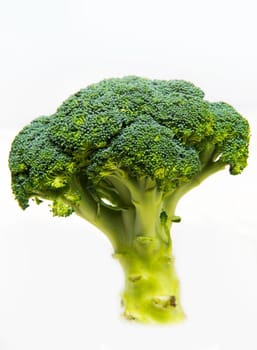 fresh broccoli solated on a white background
