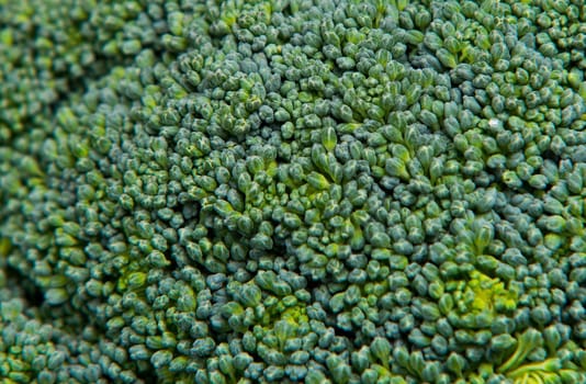 close up on fresh broccoli solated background,selective focus