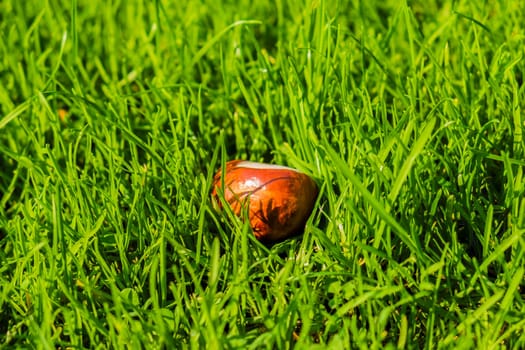 horse chestnut seed lying in green grass