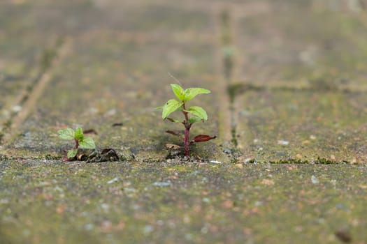 Small plant growing between bricks in paved yard.