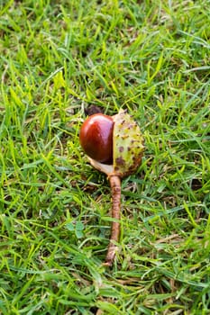 horse chestnut seed lying in green grass