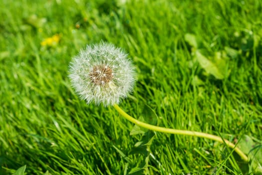 wild growing dandelion seed head in grass