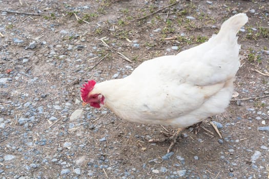 Free-range chicken looking for food on a farm.