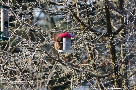 one hungry squirell looking for food in the three