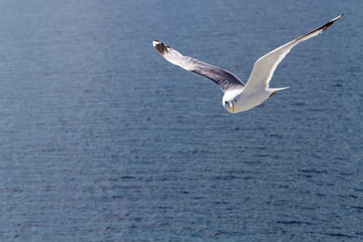 The Flying Seagull.