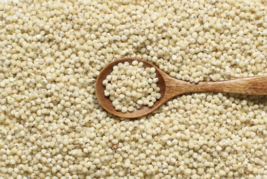 White Sorghum grain with a spoon close up