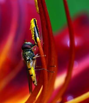Hoverfly (Episyrphus balteatus)