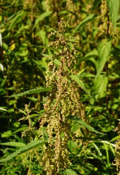 Nettle - Urtica dioica