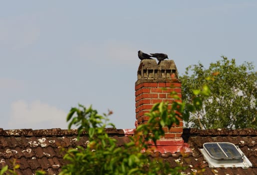 Pair of jackdaws - Corvus monedula on a chimney