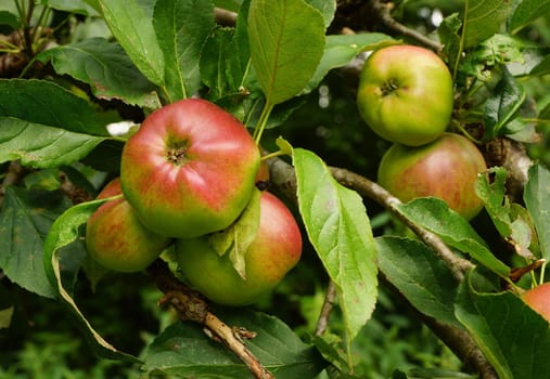 Organic apple on an apple tree