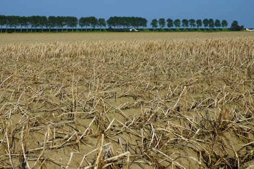 Potato field in summer