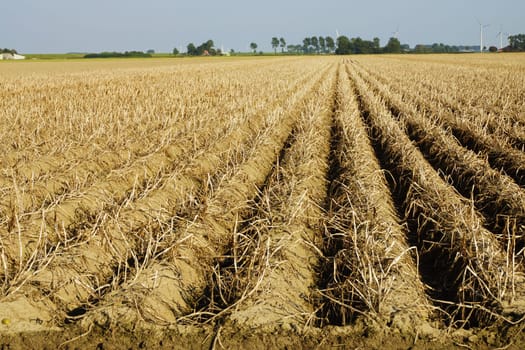 Potato field in summer