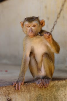 a young brown macaca monkey in Chains. Thailand