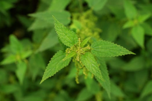 Nettle - Urtica dioica