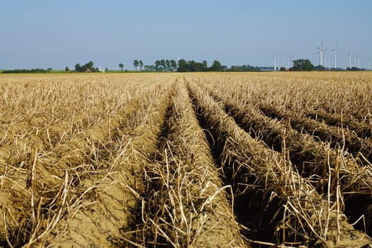 Potato field in summer
