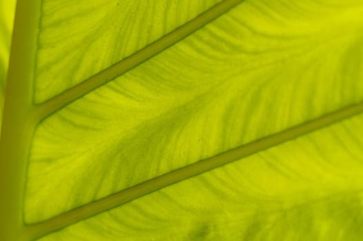 a backlit fresh green palm leaf, ckose up