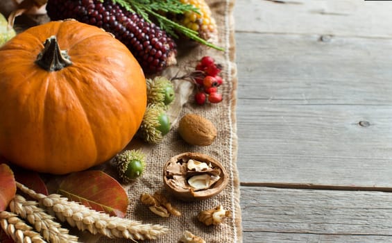 Pumpkins, corn cob, wheat spikes, nuts, acorns, leaves and berries on wooden background