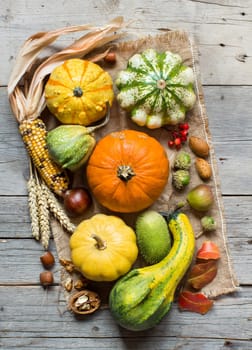 Pumpkins, corn cob, wheat spikes, nuts, acorns, leaves and berries on wooden background