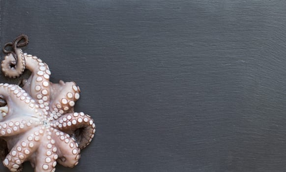 Fresh raw octopus over dark grey background closeup