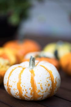 Colourful decorative autumn gourd.