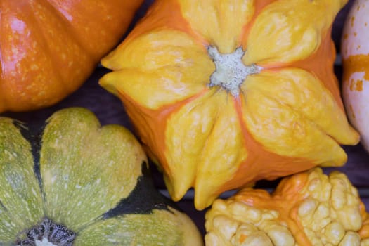 Colourful decorative autumn gourd close up.