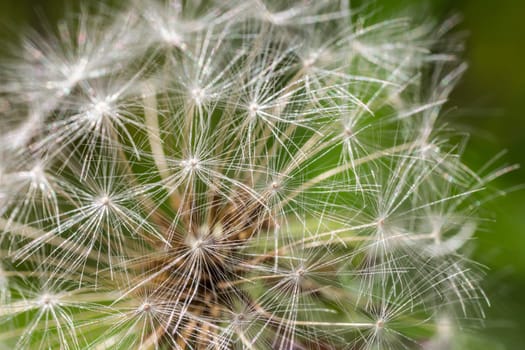 Dandelion with Seeds close up.