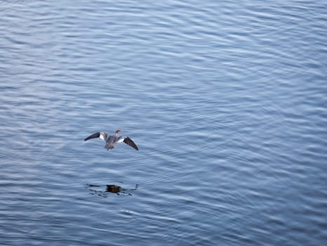 Eurasian Widgeon Flying over Water.