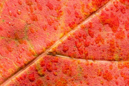 Red Maple Leaf Close Up
