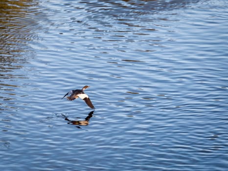 Eurasian Widgeon Flying over Water.