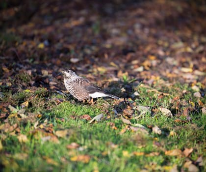 Spotted Nutcracker in Grass.