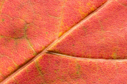 Red Maple Leaf Close Up
