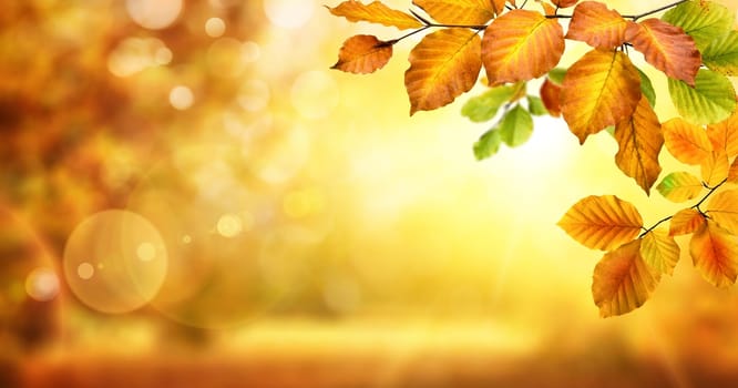Autumn beech leaves decorate a beautiful nature bokeh background with glowing sunlight and blurred trees