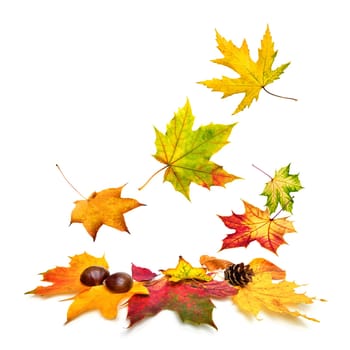 Isolated multi-colored autumn leaves gently falling down,with white copy space