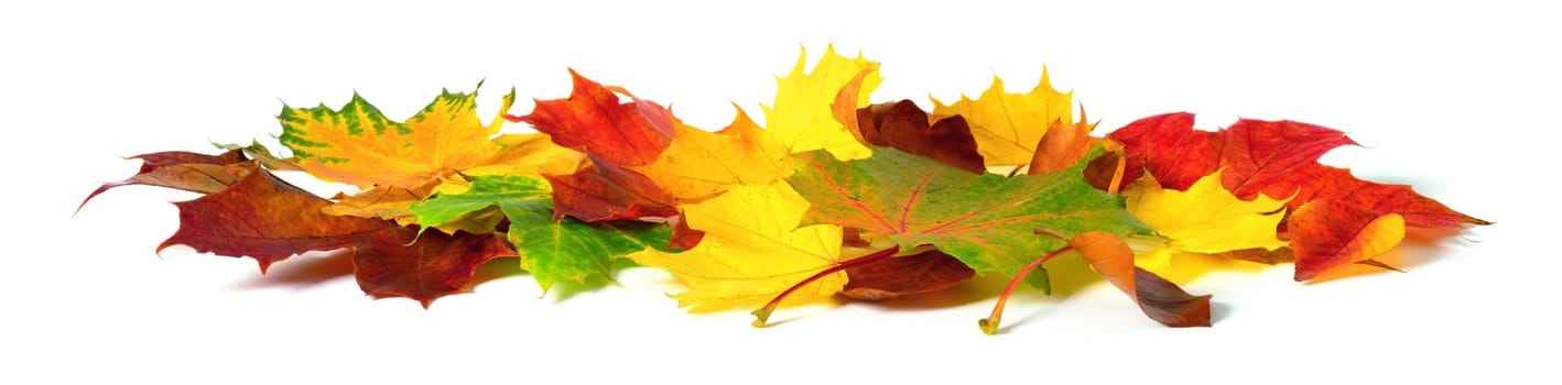 Fallen down autumn leaves in vivid colors,studio isolated on white background
