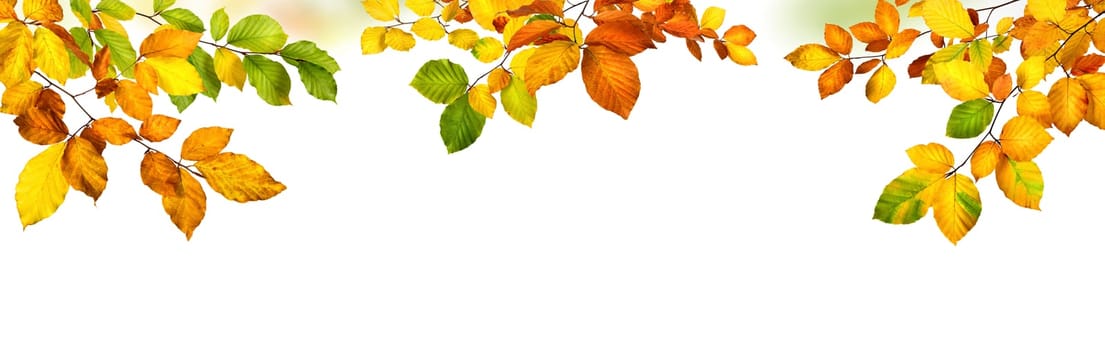 Elegant autumn beech leaves border,studio isolated on pure white background,wide panorama format