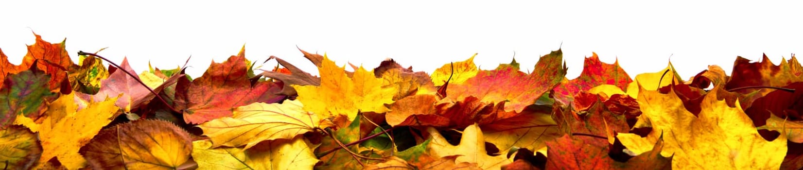 Autumn leaves lying on the ground,panorama format with vibrant colors isolated on white