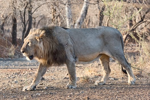 Asian lion (Panthera leo persica) with battle marks in the dry forest,Sasan Gir Nature Reserve,Gujarat,India
