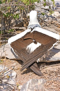 Unusual Wing Position on a Nazca Booby on Espanola Island in the Galapagos