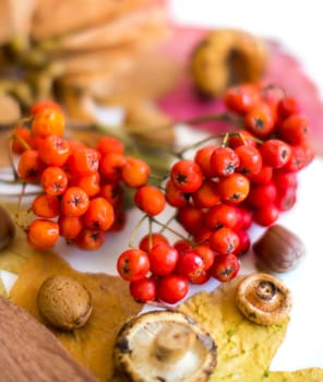 Autumn background with berries, leaves, muchrooms and nuts