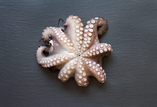 Fresh raw octopus over dark grey background closeup