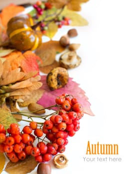 Autumn background with berries, leaves, muchrooms and nuts