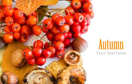 Autumn background with berries, leaves, muchrooms and nuts