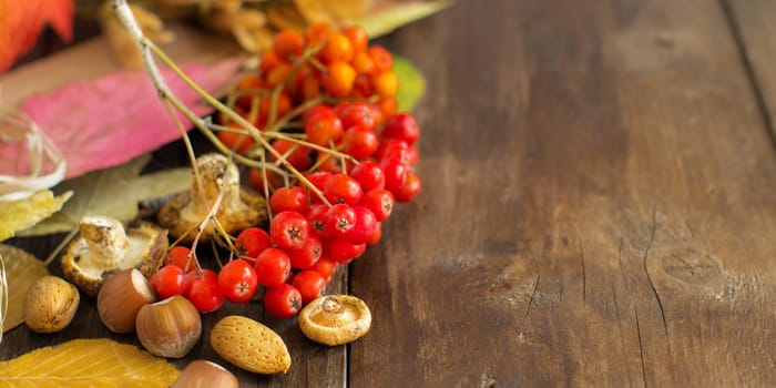 Autumn background with berries, leaves, muchrooms and nuts