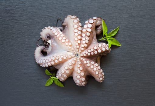 Raw octopus with basil over dark background