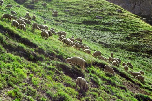 Sheeps flock on the hill. Abruzzo, Italy.
