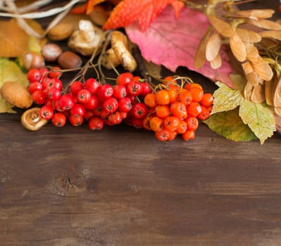 Autumn background with berries, leaves, muchrooms and nuts