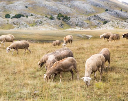 Flock of sheep on pasture on the hill, Abruzzo, Italy