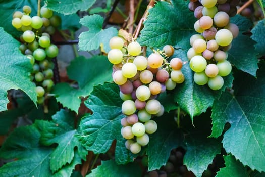 Bunches of wine grapes. Close up view of fresh sweet wine grape. Ripe grape growing at wine fields. Bunches of wine grapes hang from a vine.